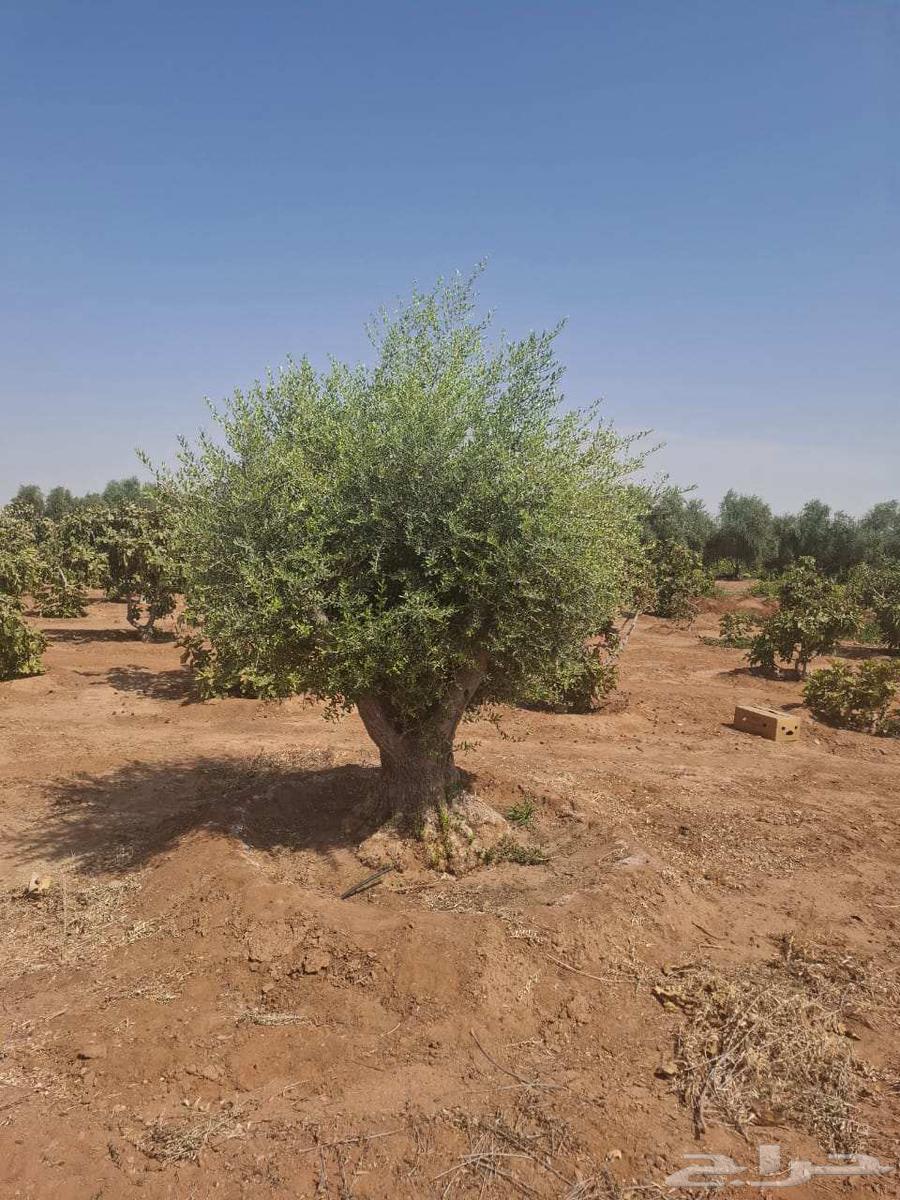 Olive trees64576298197249111