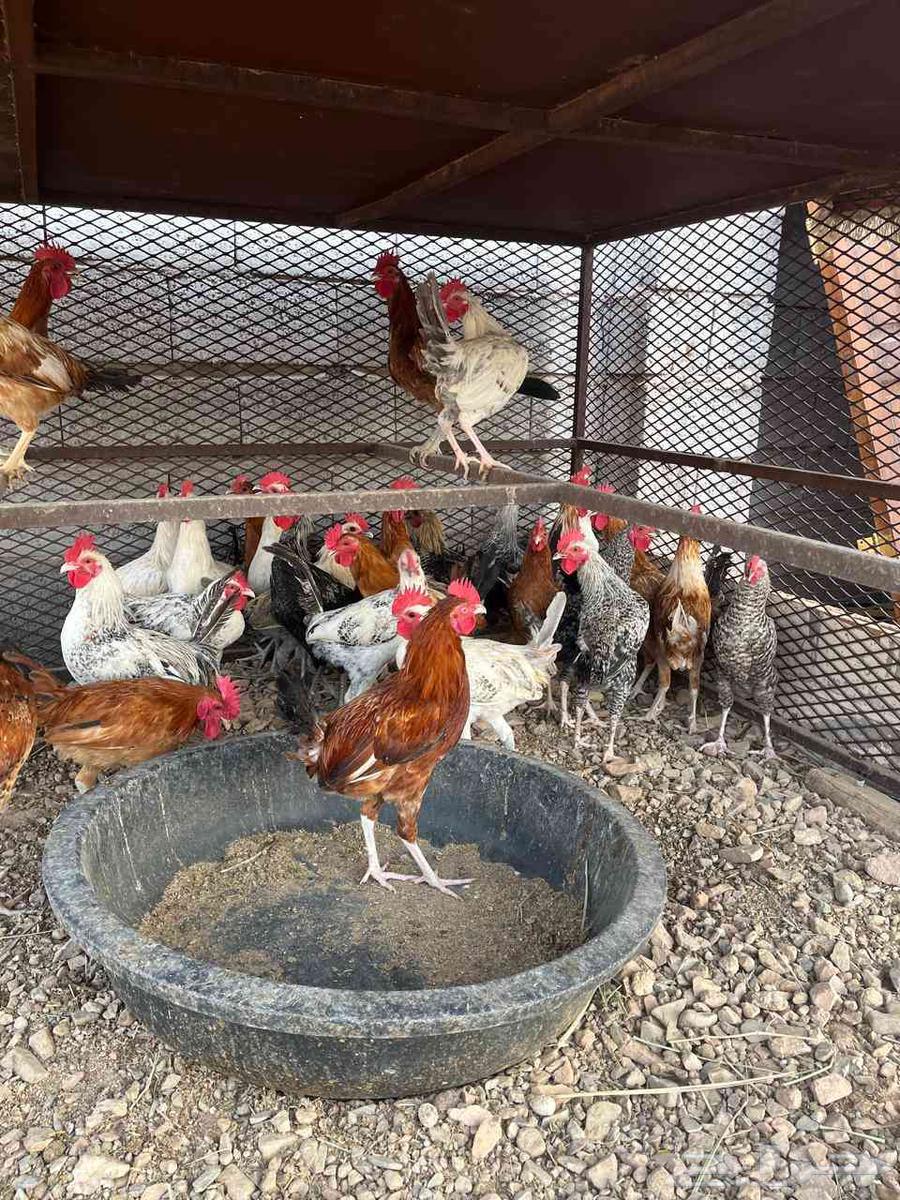 40 ديك للبيع64544241193986112