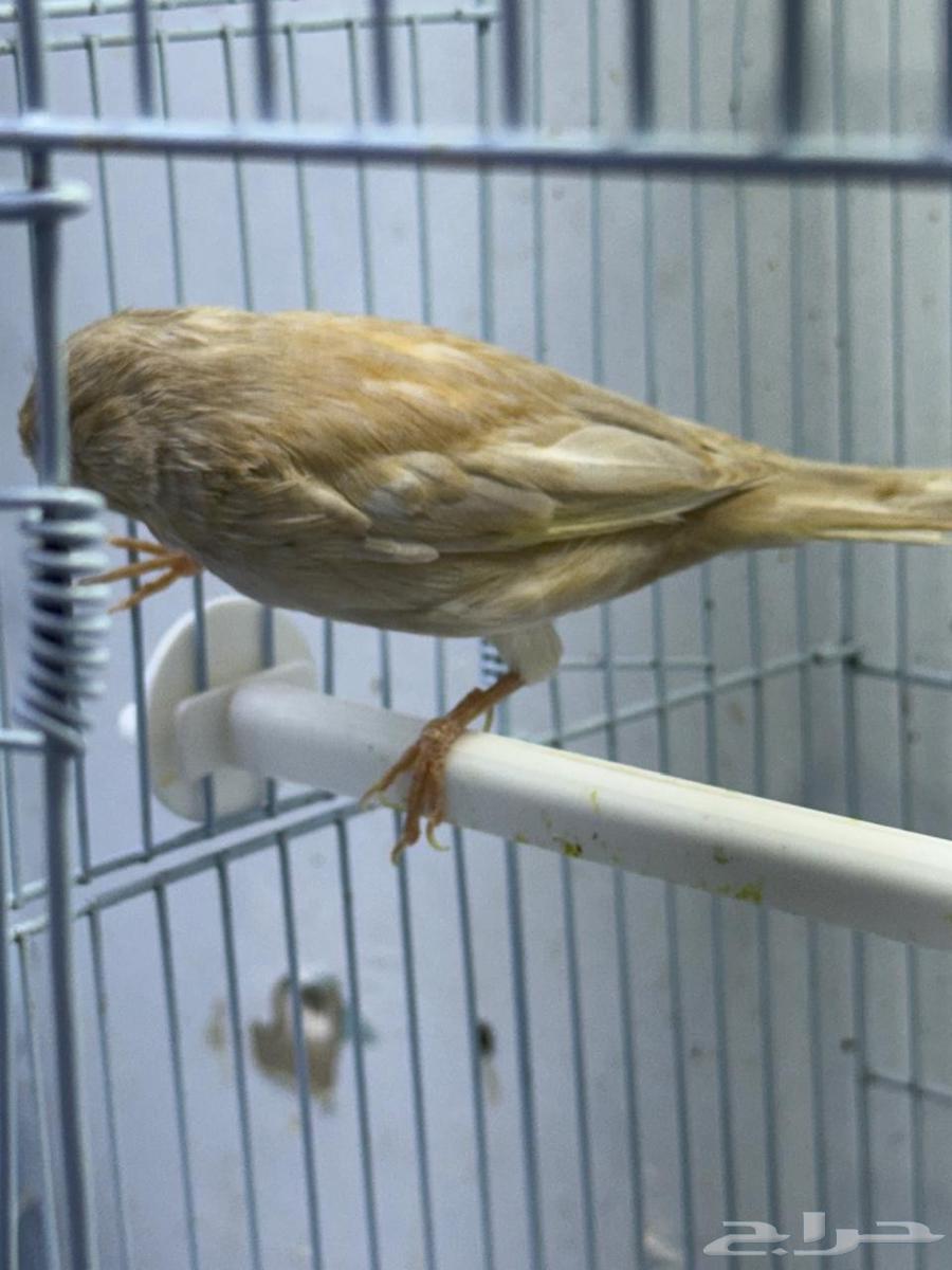 كناري للبيع عدد 464575863611138113