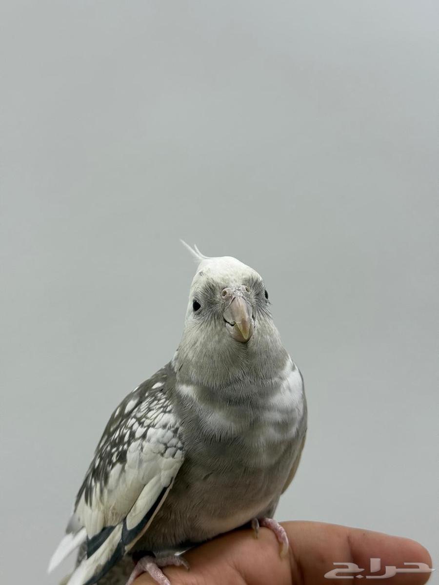 For sale, a domesticated crow that doesn't bite and flies well64575349796355110