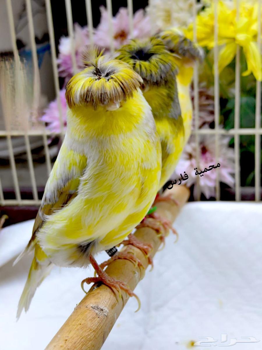 Gloster Canary Levels64571686795906112