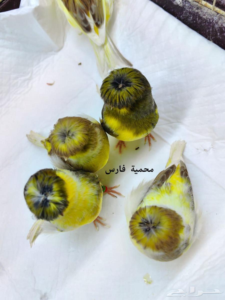 Gloster Canary Levels64571686795906111