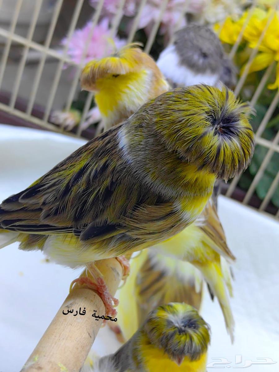 Gloster Canary Levels64571686795906114