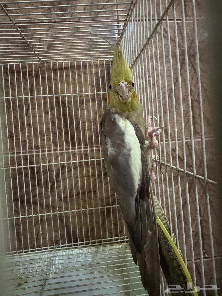 طيور كروان زوج السعر 225 ريال التواصل والاستفسار وتساب64578521554435110