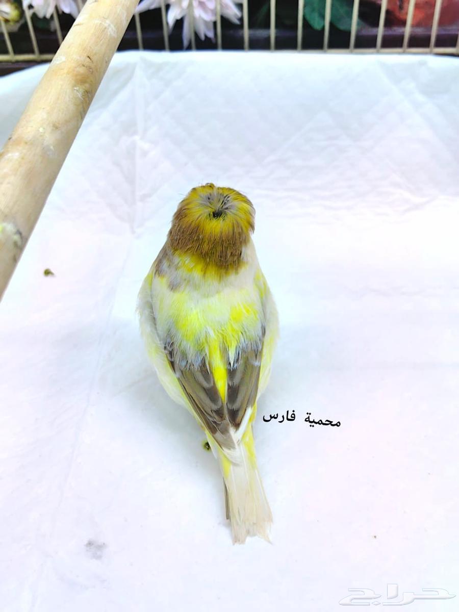 Gloster Canary Levels64571686795906113