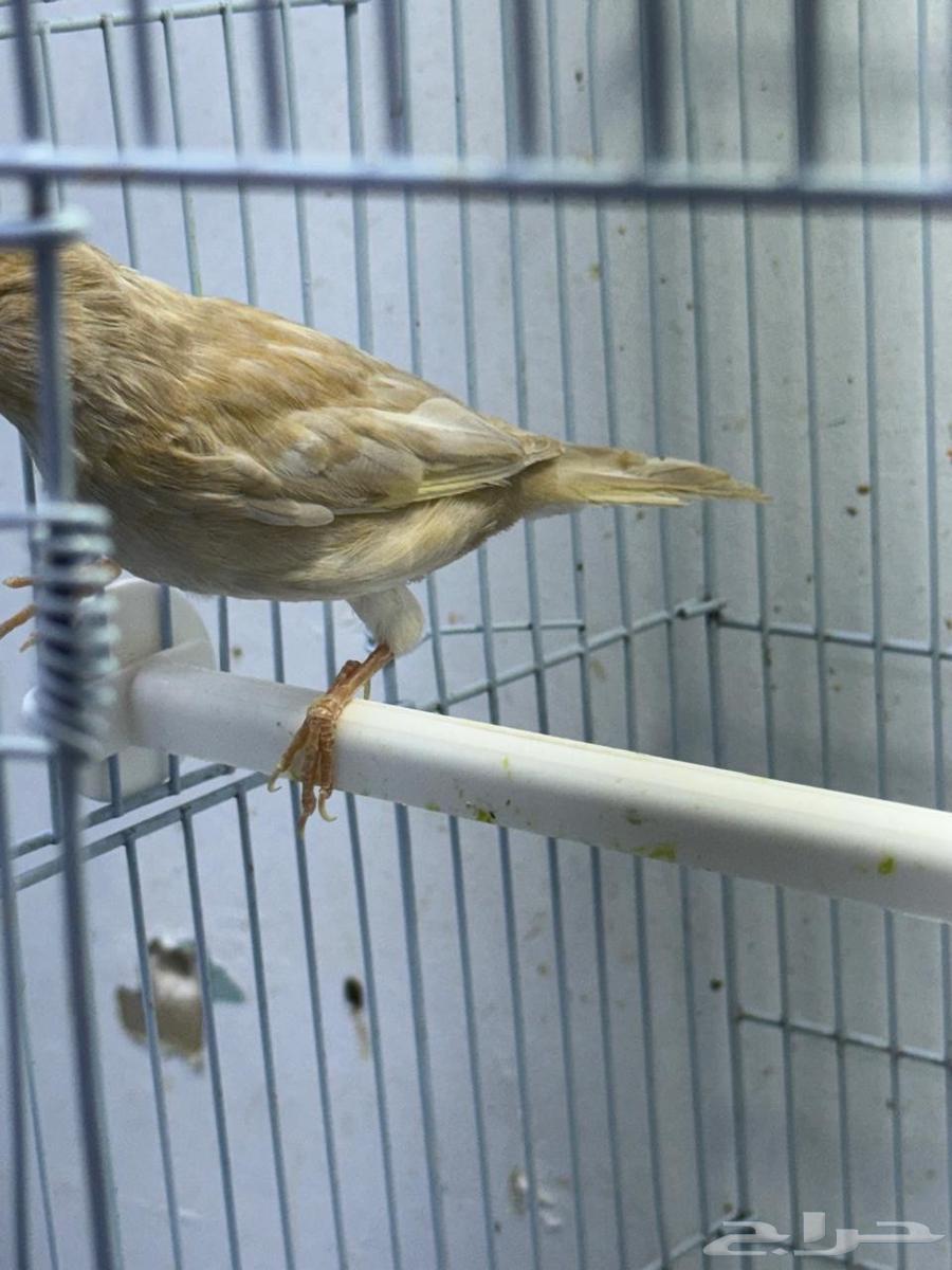 كناري للبيع عدد 464575863611138112