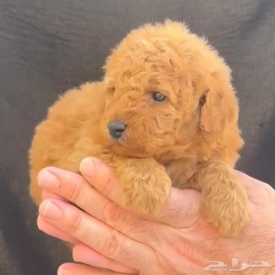 عروض اليوم الوطني على الكلاب64572069046785110