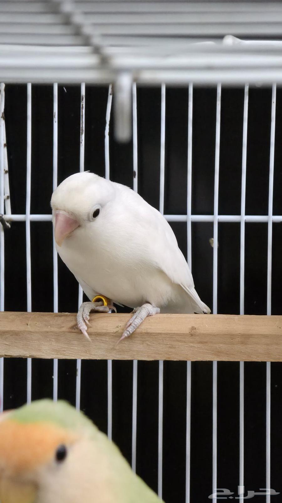 فيشر البينو و باربلو64577922352386112