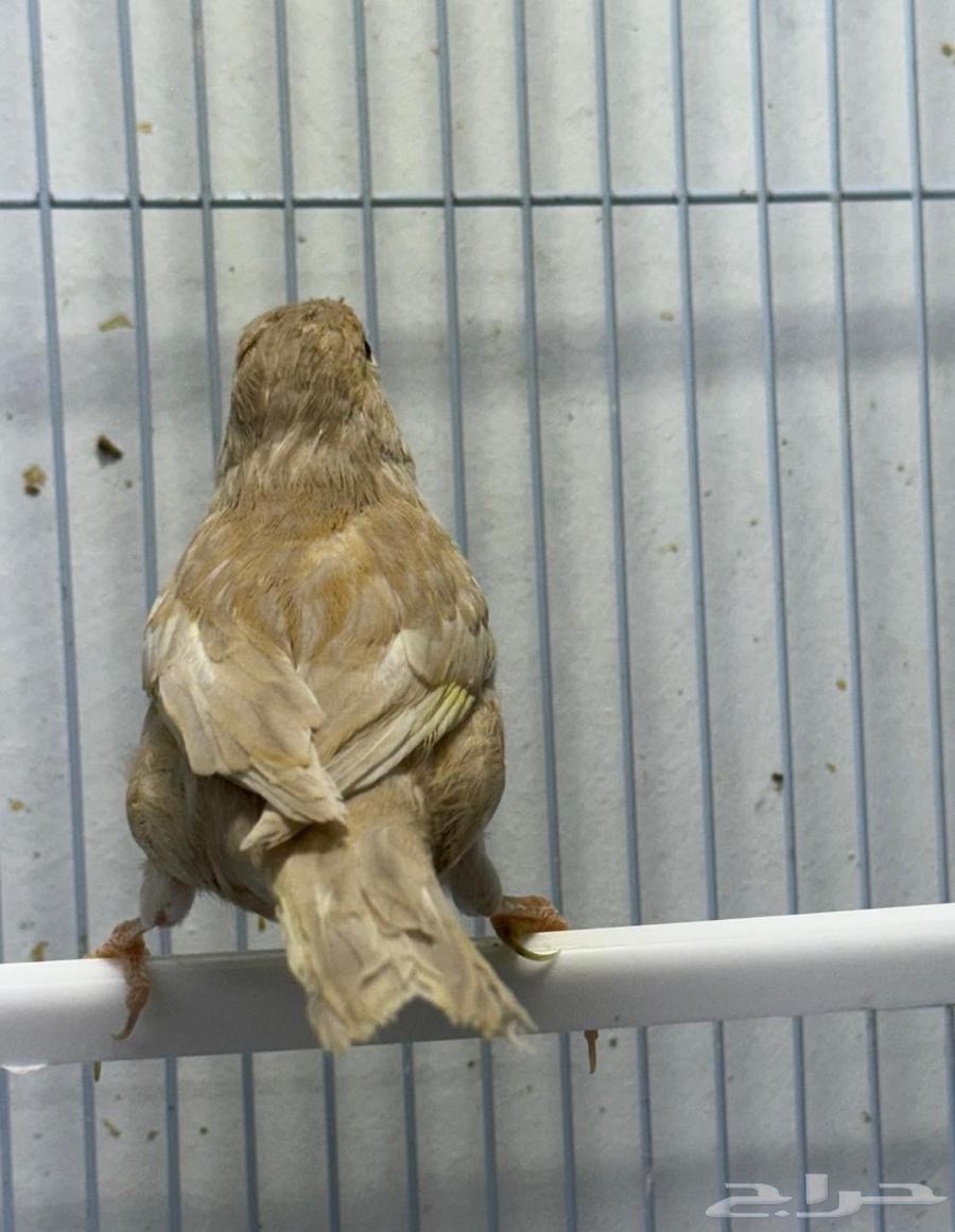 كناري للبيع عدد 464575863611138111