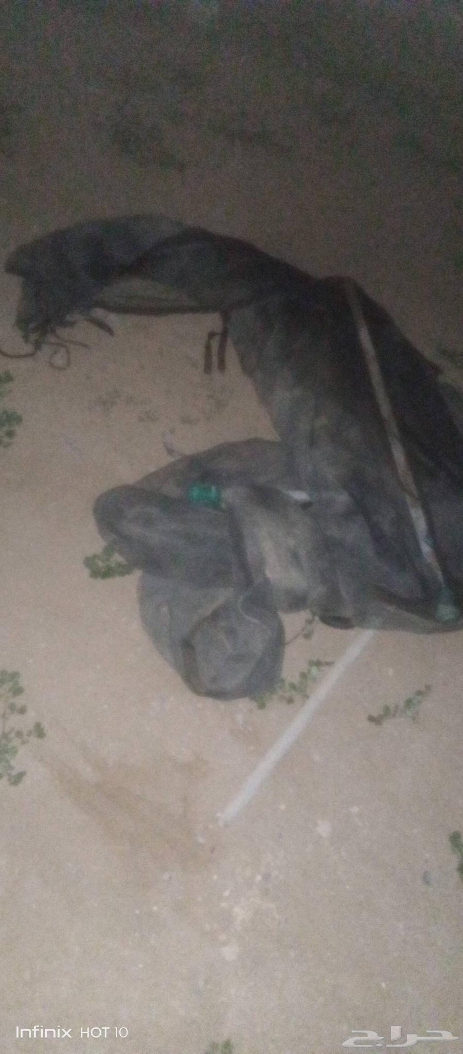 نطيطه مستخدمه نظيفه جدا  جدا  بدون قواعد الارظيه64585280917250112