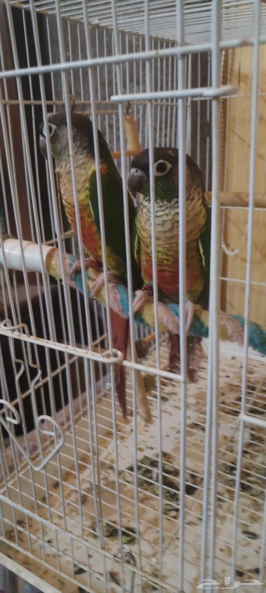 جوز كنيور يلو سايد64585352477698110