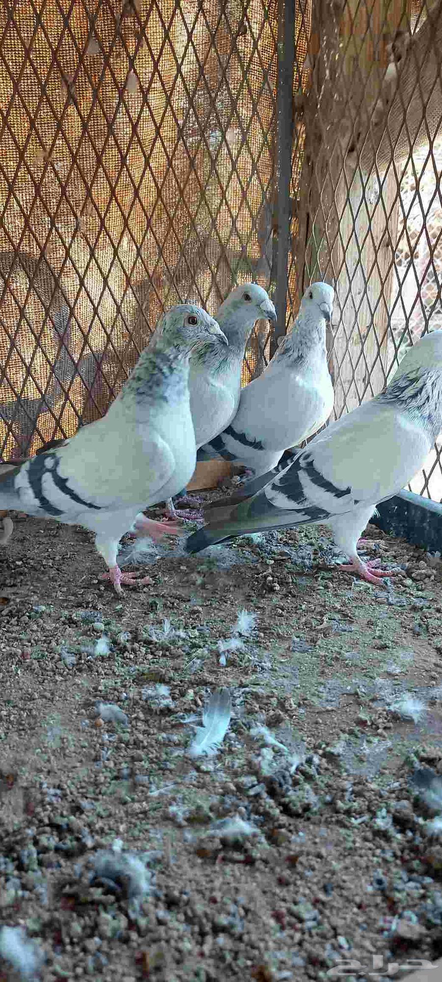 Zajel IS Tam Al-Bayea64555096052611114