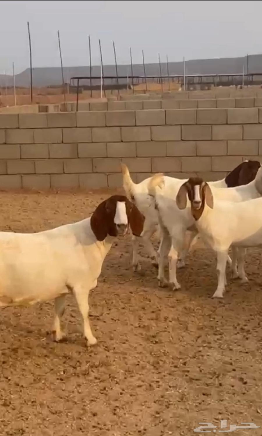 جفار بورقت دفيع للبيع64580212655491111