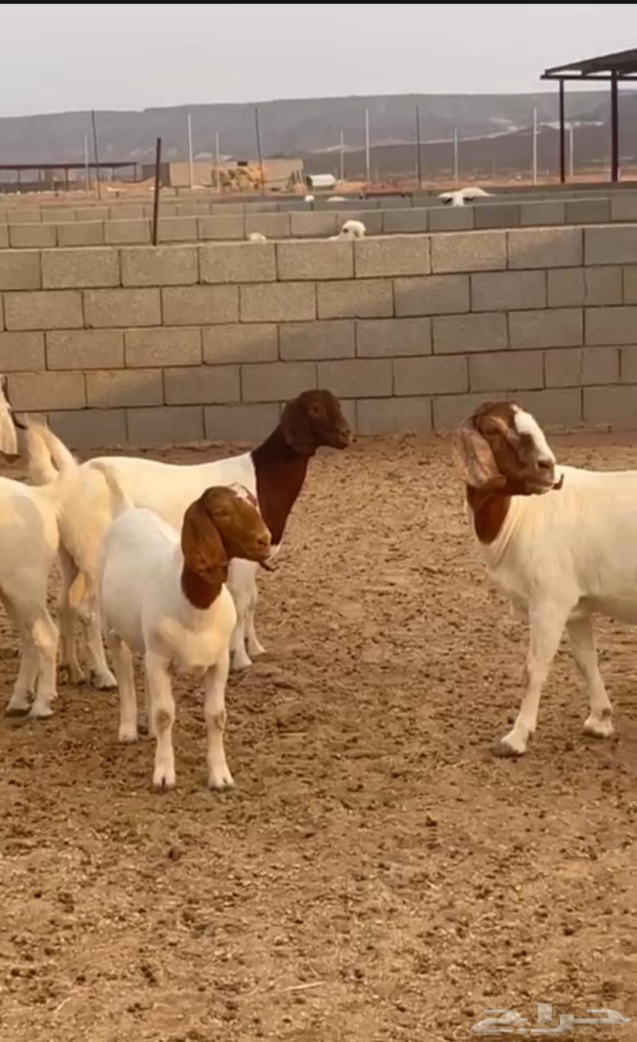 جفار بورقت دفيع للبيع64580212655491110