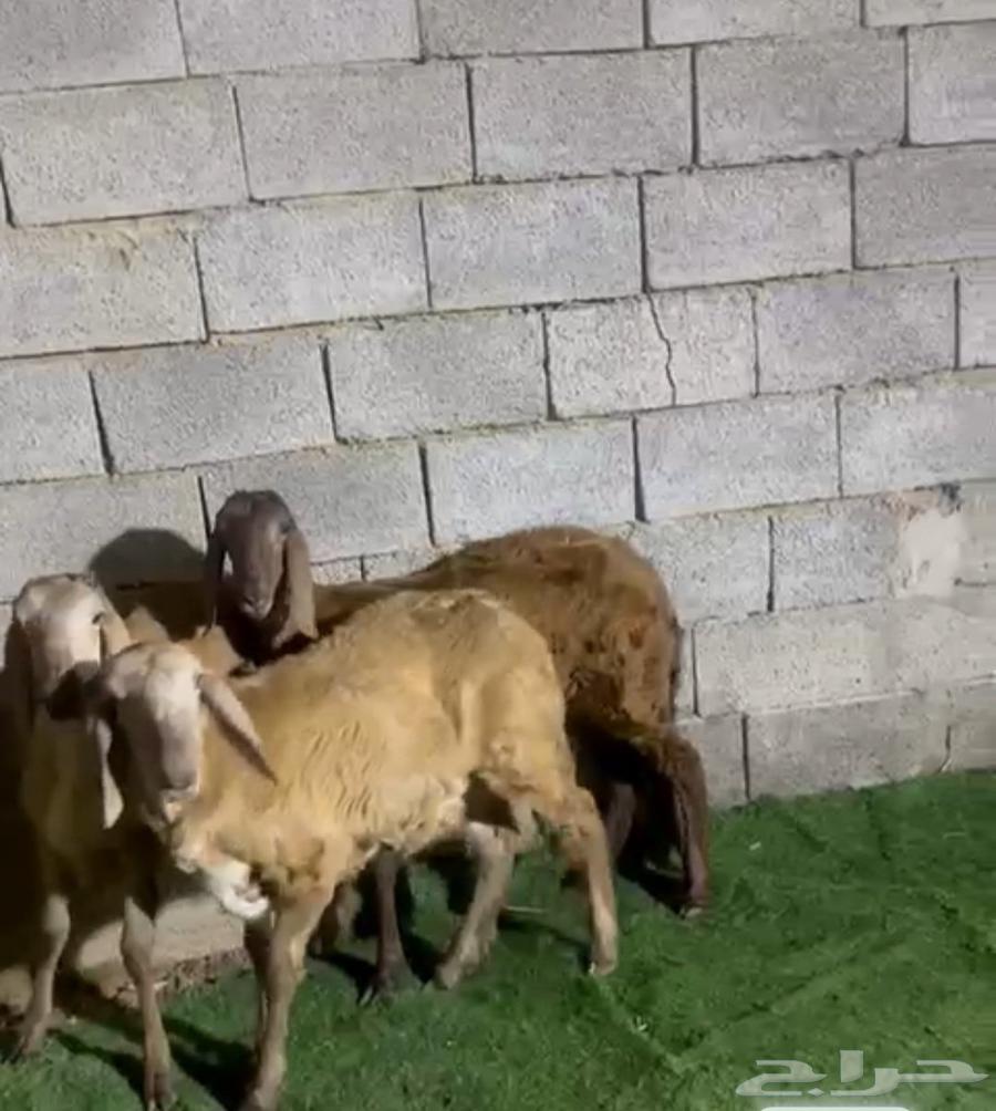 Rakhals Swakni Class64536473579138113