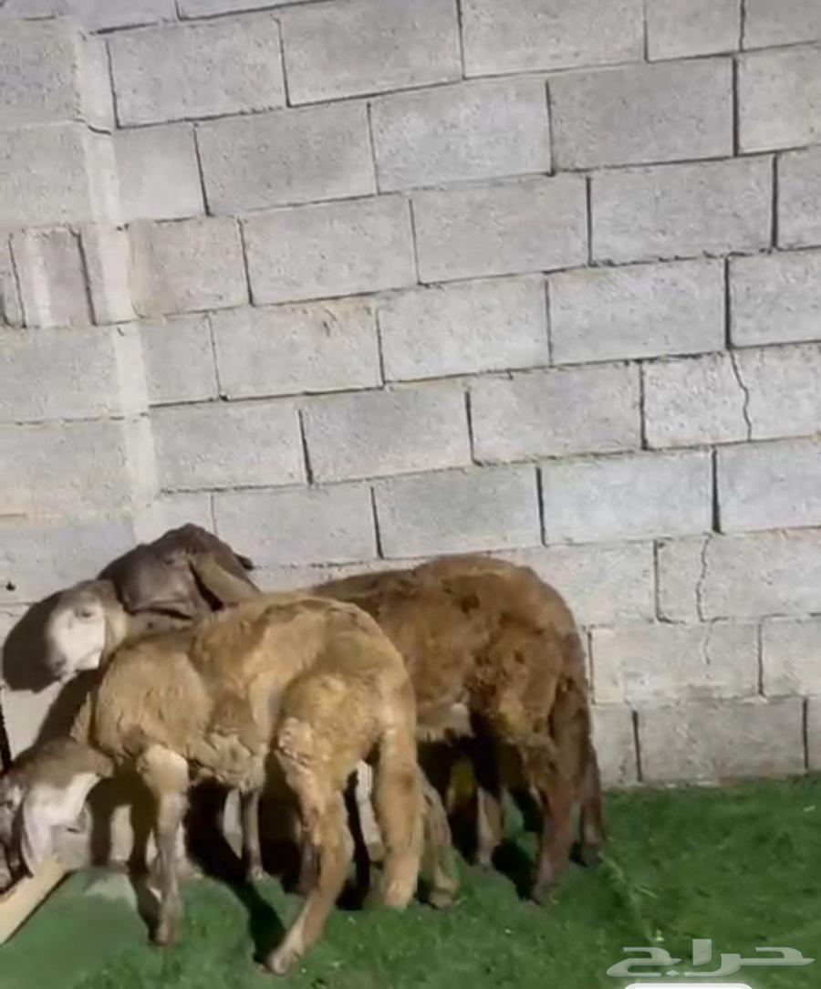 Rakhals Swakni Class64536473579138111