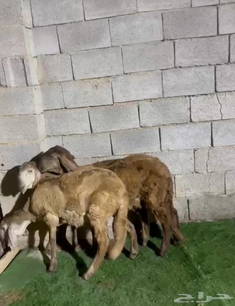 Rakhals Swakni Class64536473579138112