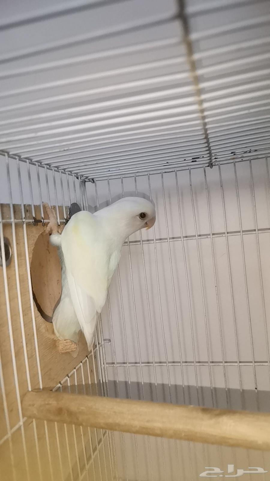 فردات روز للبيع64536348578561110