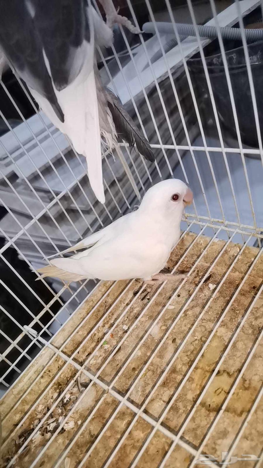 فردات روز للبيع64536348578561112