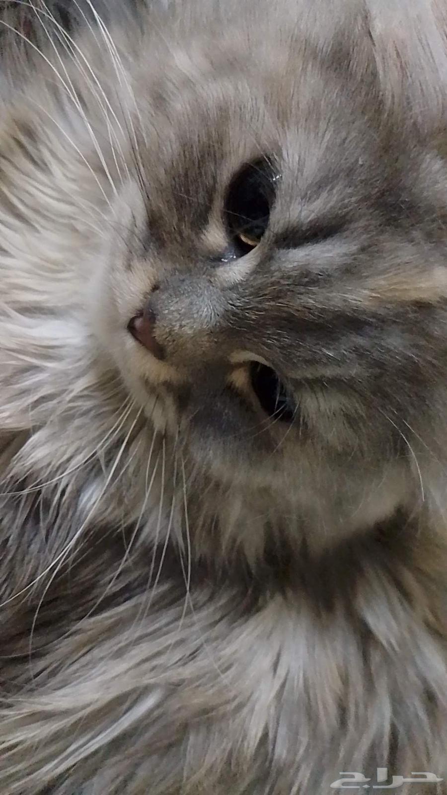 العمر 4شهور انثى البيع64580894504066110