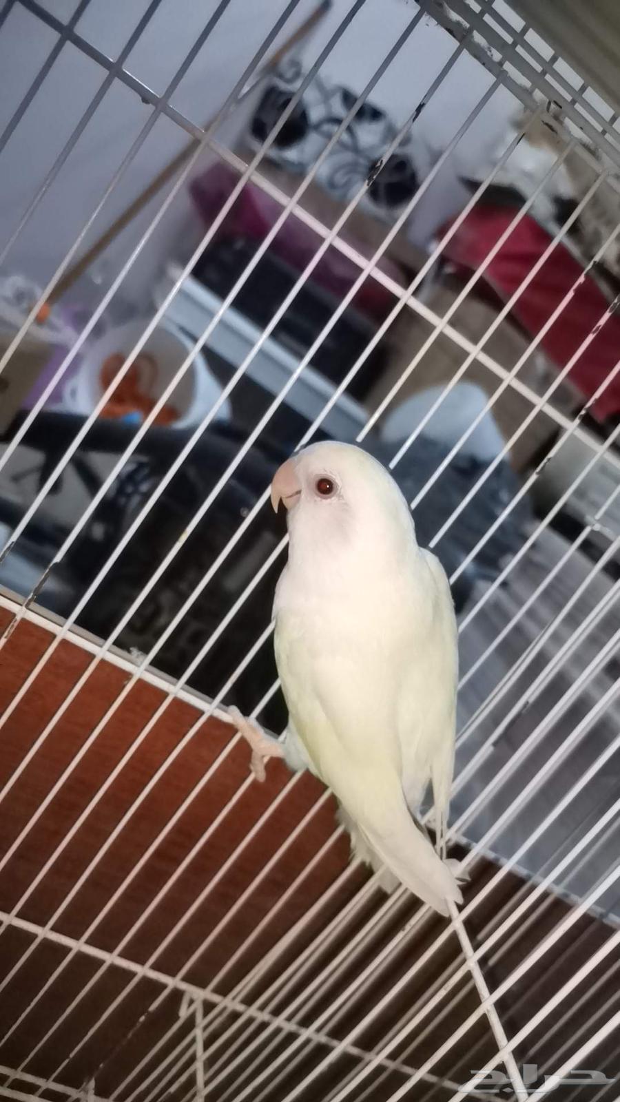 فردات روز للبيع64536348578561111