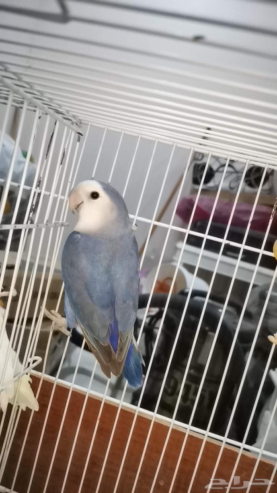 فردات روز للبيع64536348578561113