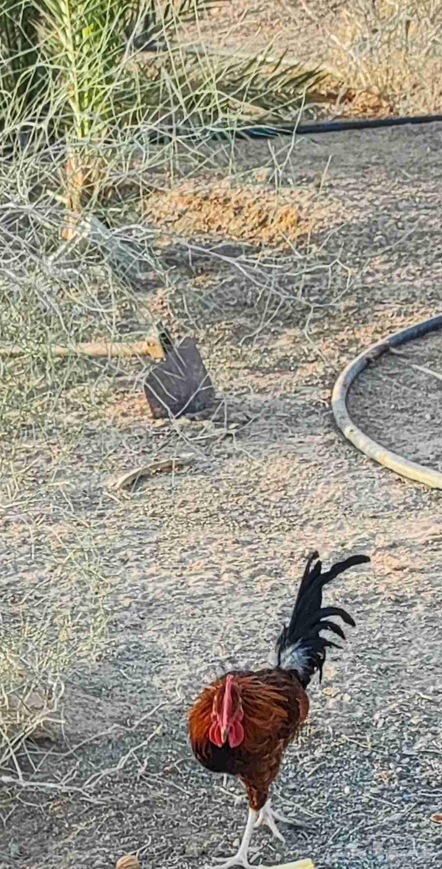 Roosters for sale at 15 (sold)64580785582083112