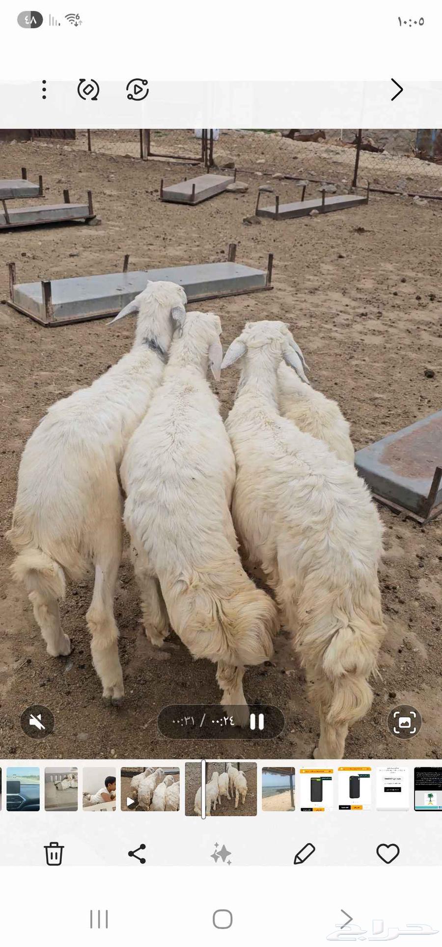 ماشاءالله تبارك الرحمن 4خرفان نضيفةومضمونه من جميع العذاريب64587429215105112