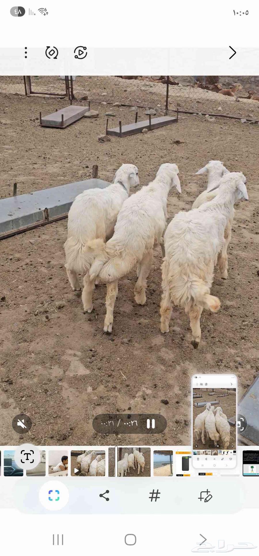 ماشاءالله تبارك الرحمن 4خرفان نضيفةومضمونه من جميع العذاريب64587429215105111