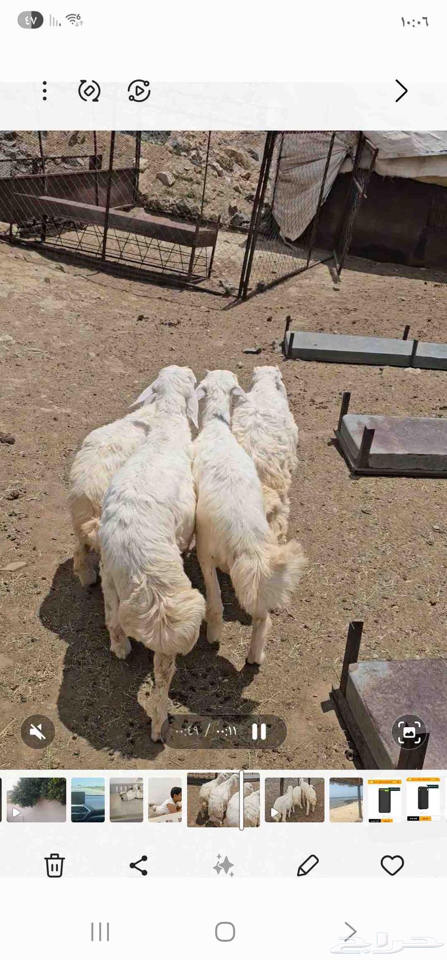 ماشاءالله تبارك الرحمن 4خرفان نضيفةومضمونه من جميع العذاريب64587429215105110