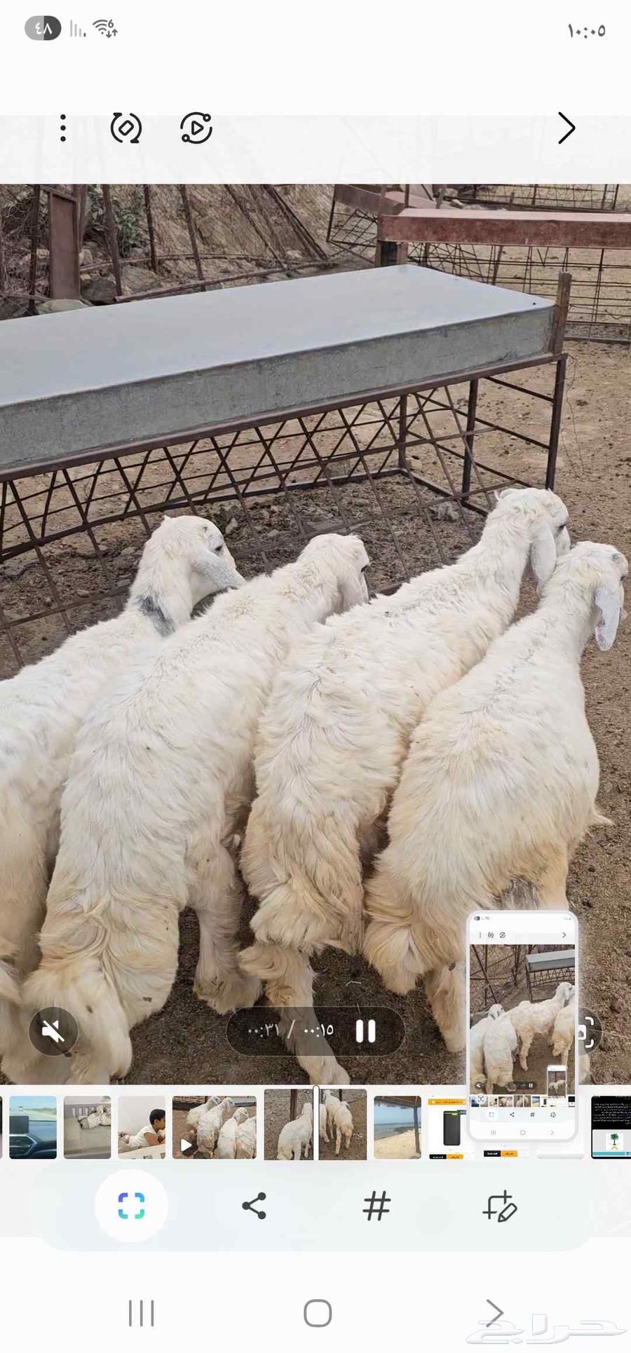 ماشاءالله تبارك الرحمن 4خرفان نضيفةومضمونه من جميع العذاريب64587429215105113