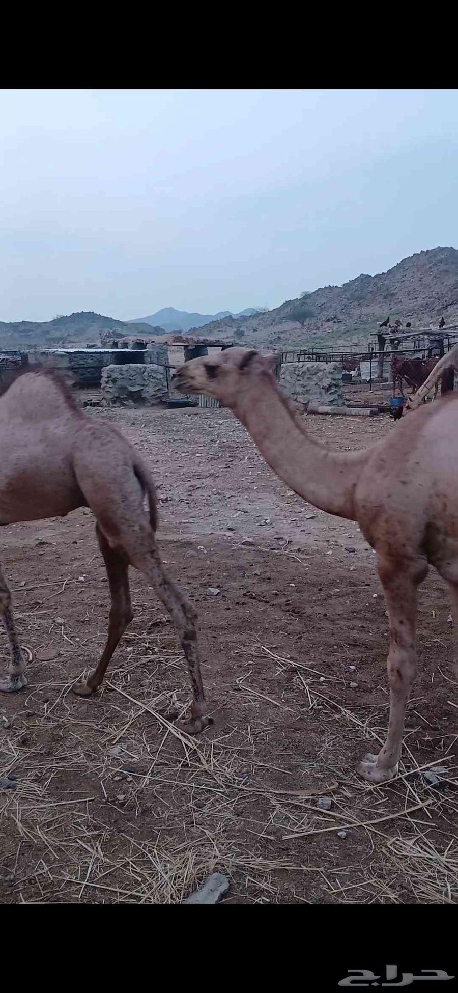 قعدان للبيع64583265999617114