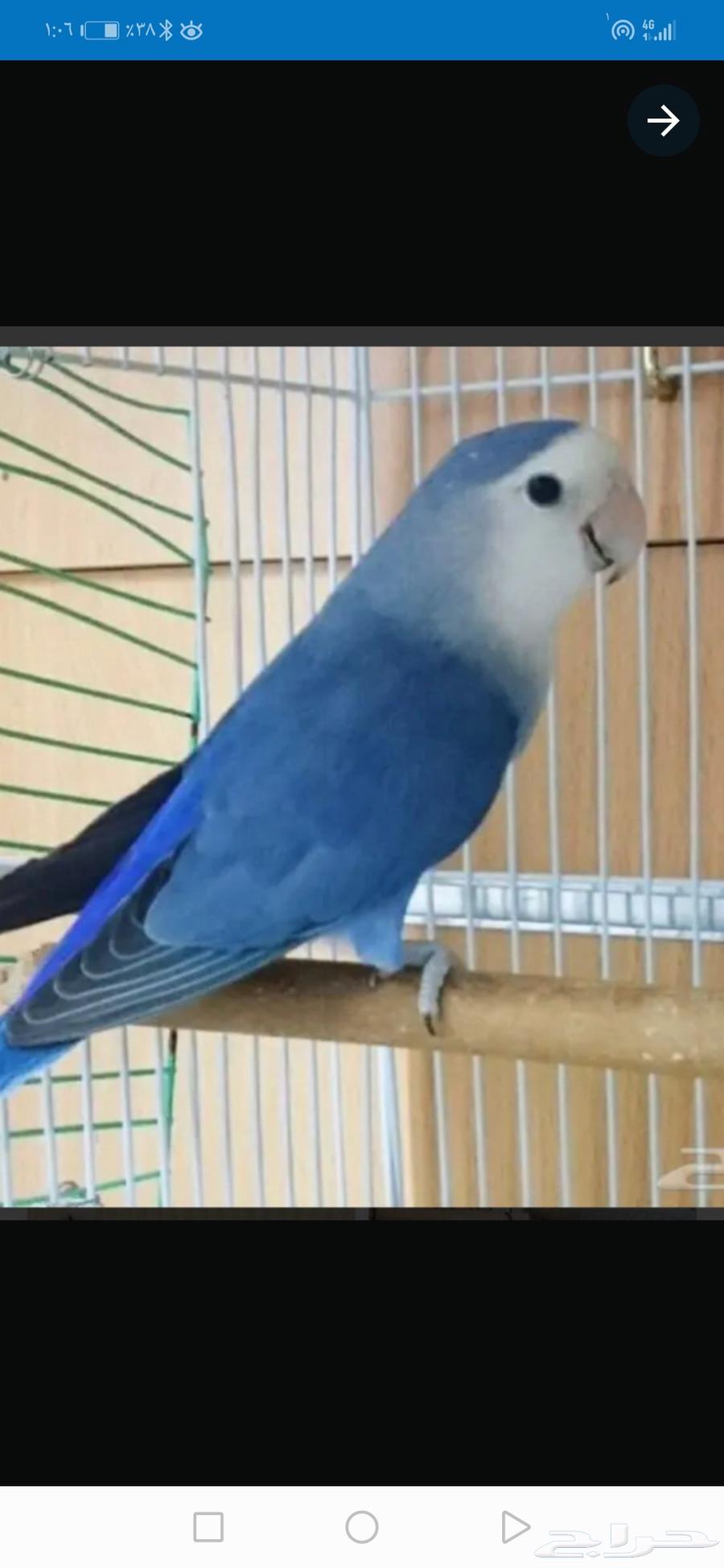 طير روز مع القفص والاكل64586911446659110