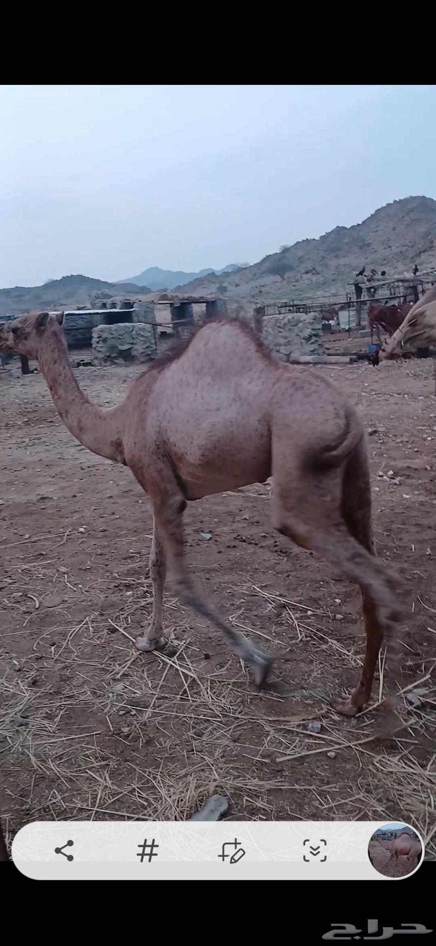 قعدان للبيع64583265999617111