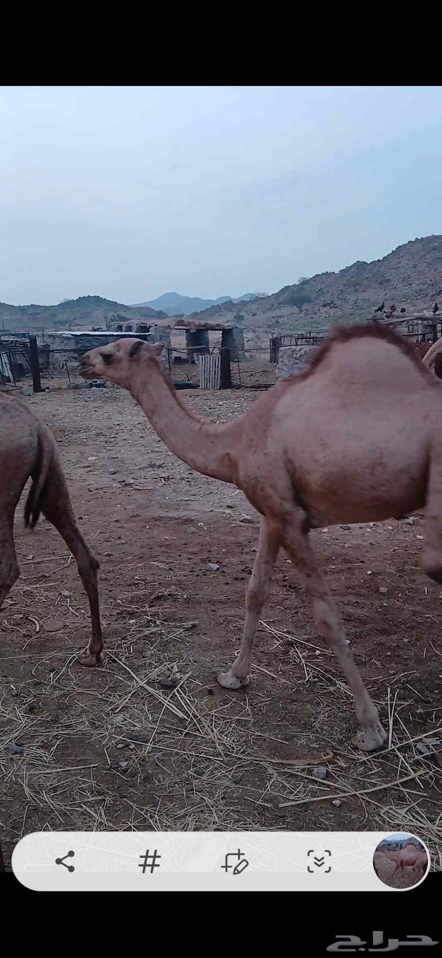 قعدان للبيع64583265999617110