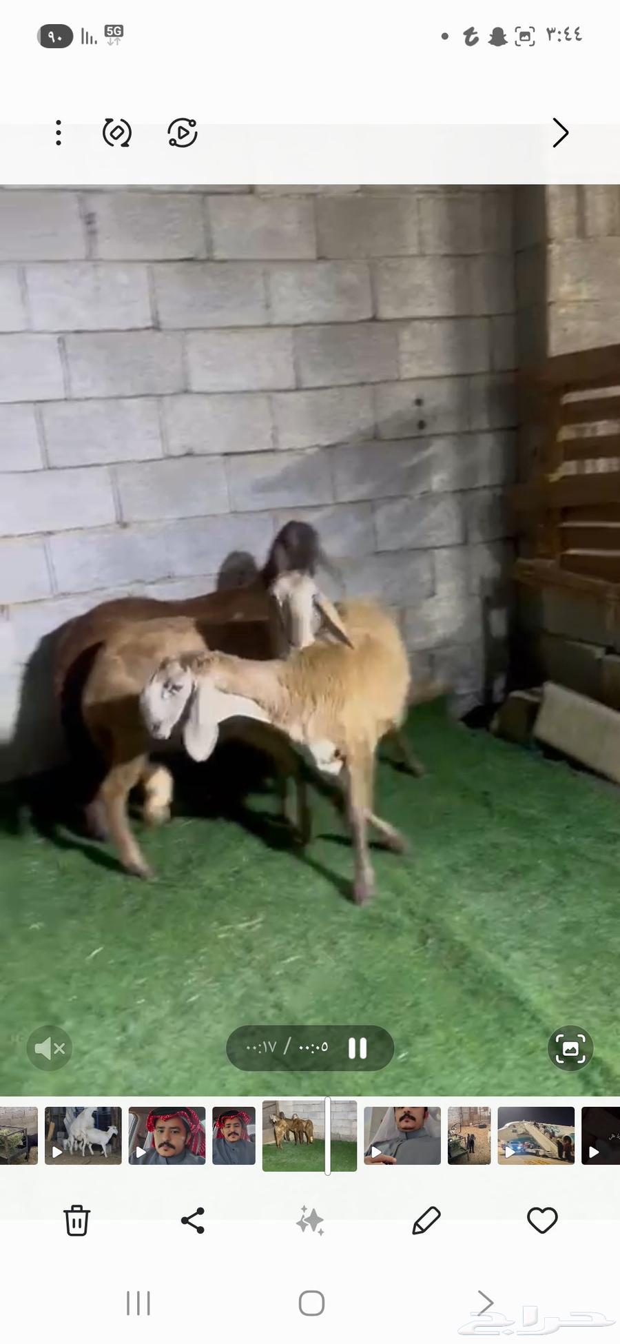 Rakhals Swakni Class64536473579138114