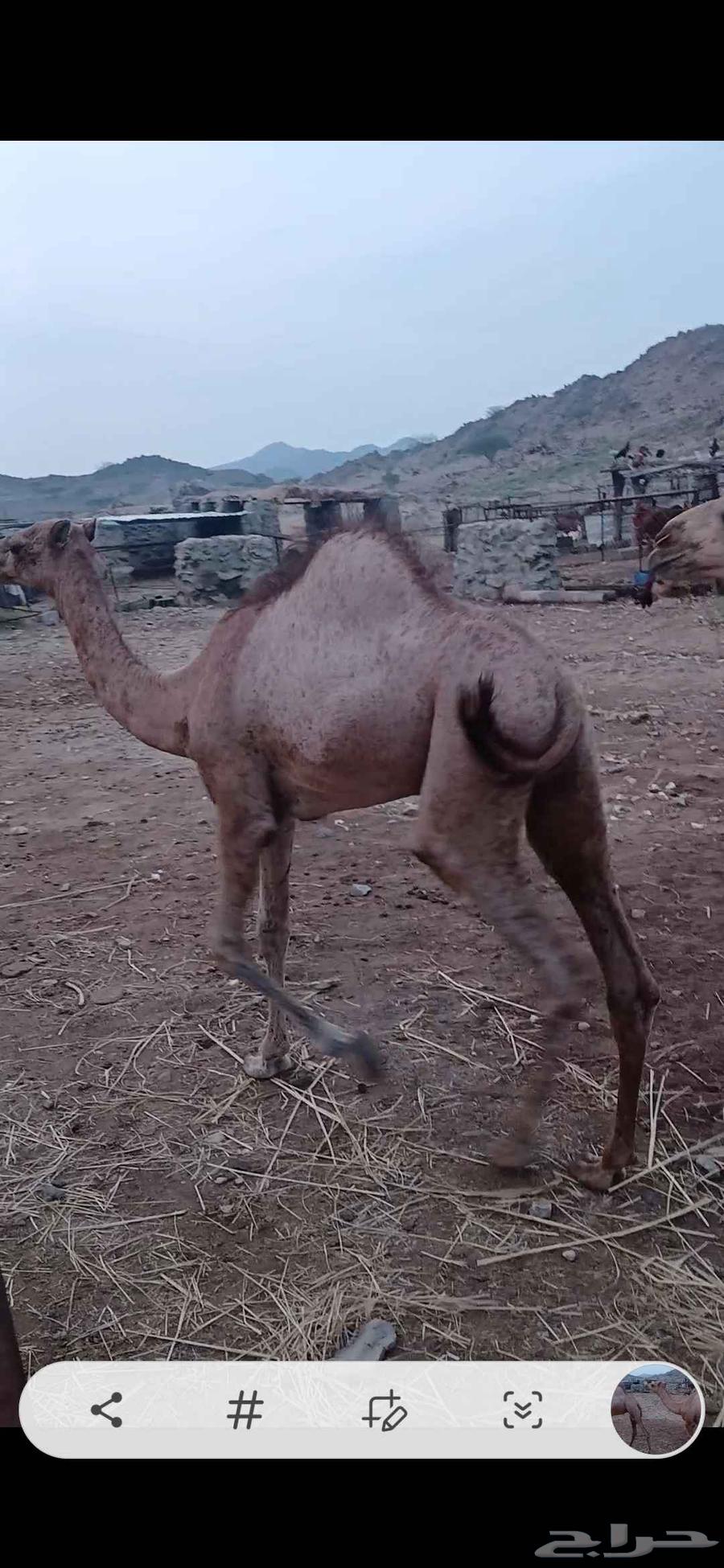 قعدان للبيع64583265999617113