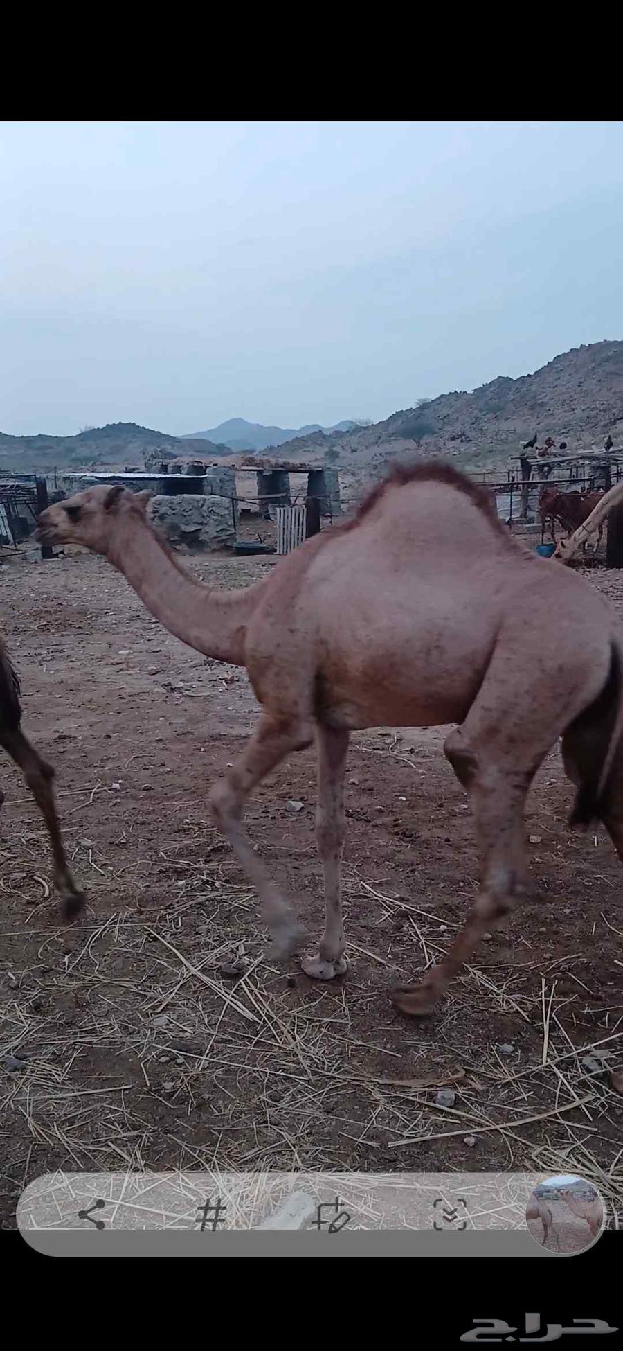 قعدان للبيع64583265999617112