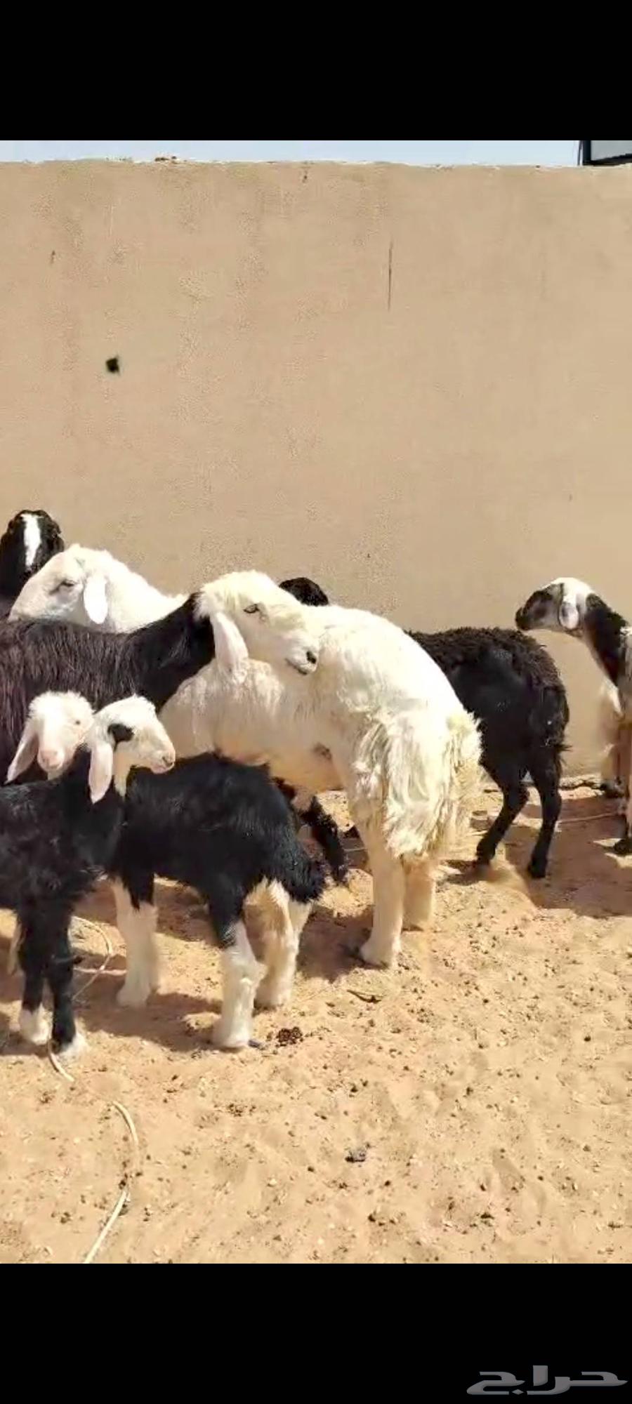 البيع غنم سواكن ونجد وحري64585224708353110