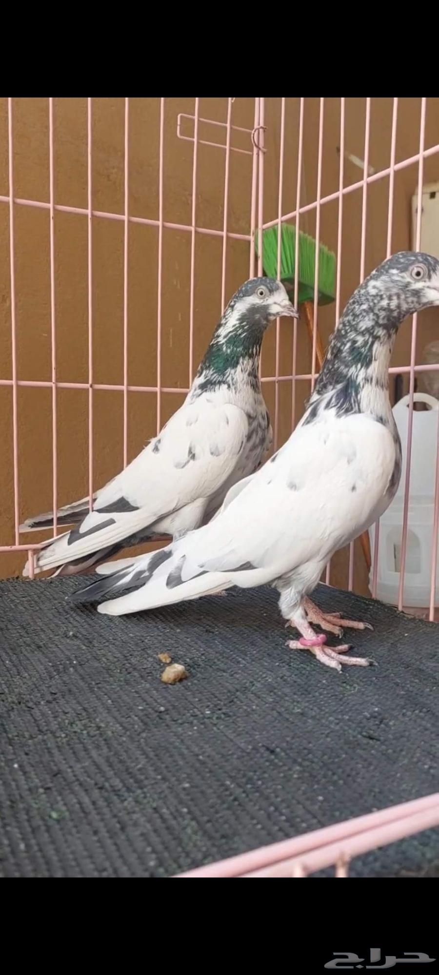 تم البيع64581251465730112