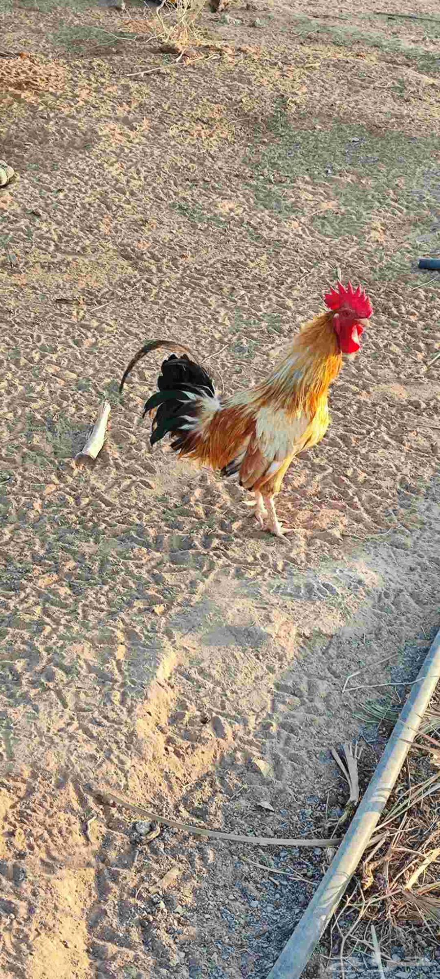 Roosters for sale at 15 (sold)64580785582083110