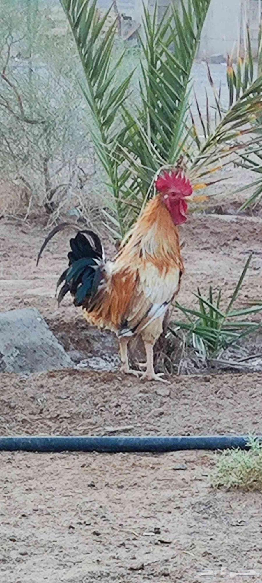 Roosters for sale at 15 (sold)64580785582083113