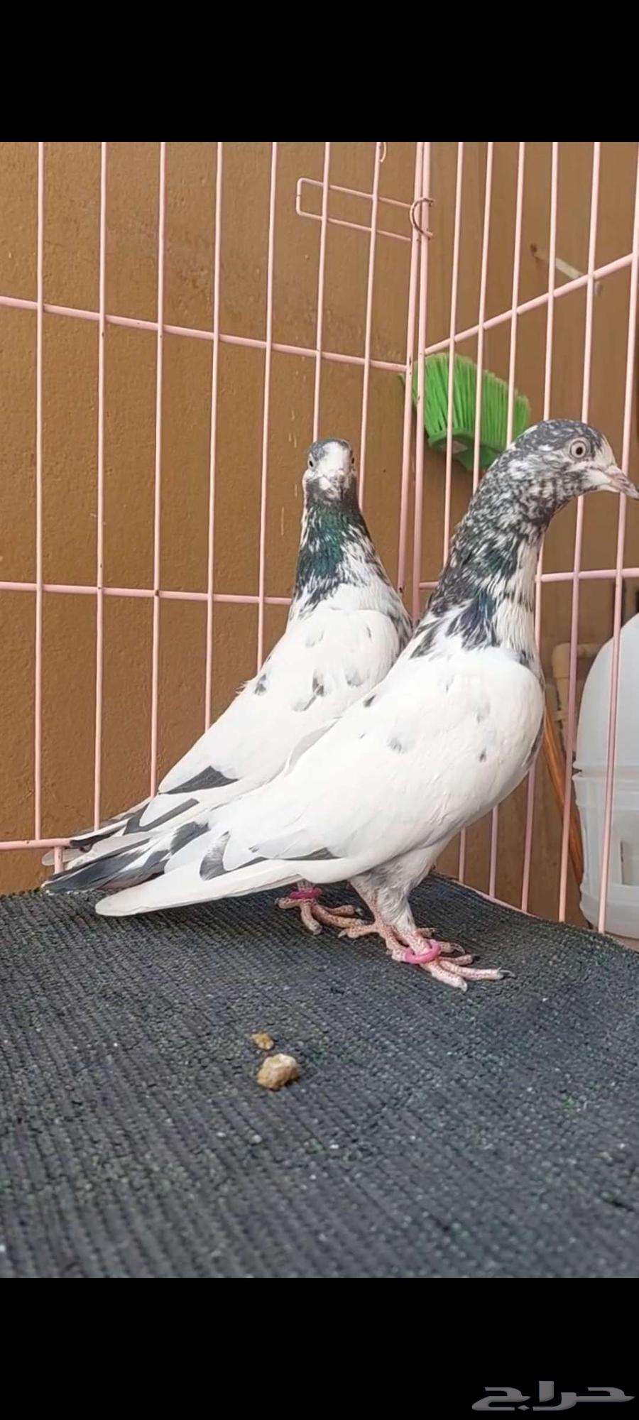 تم البيع64581251465730111