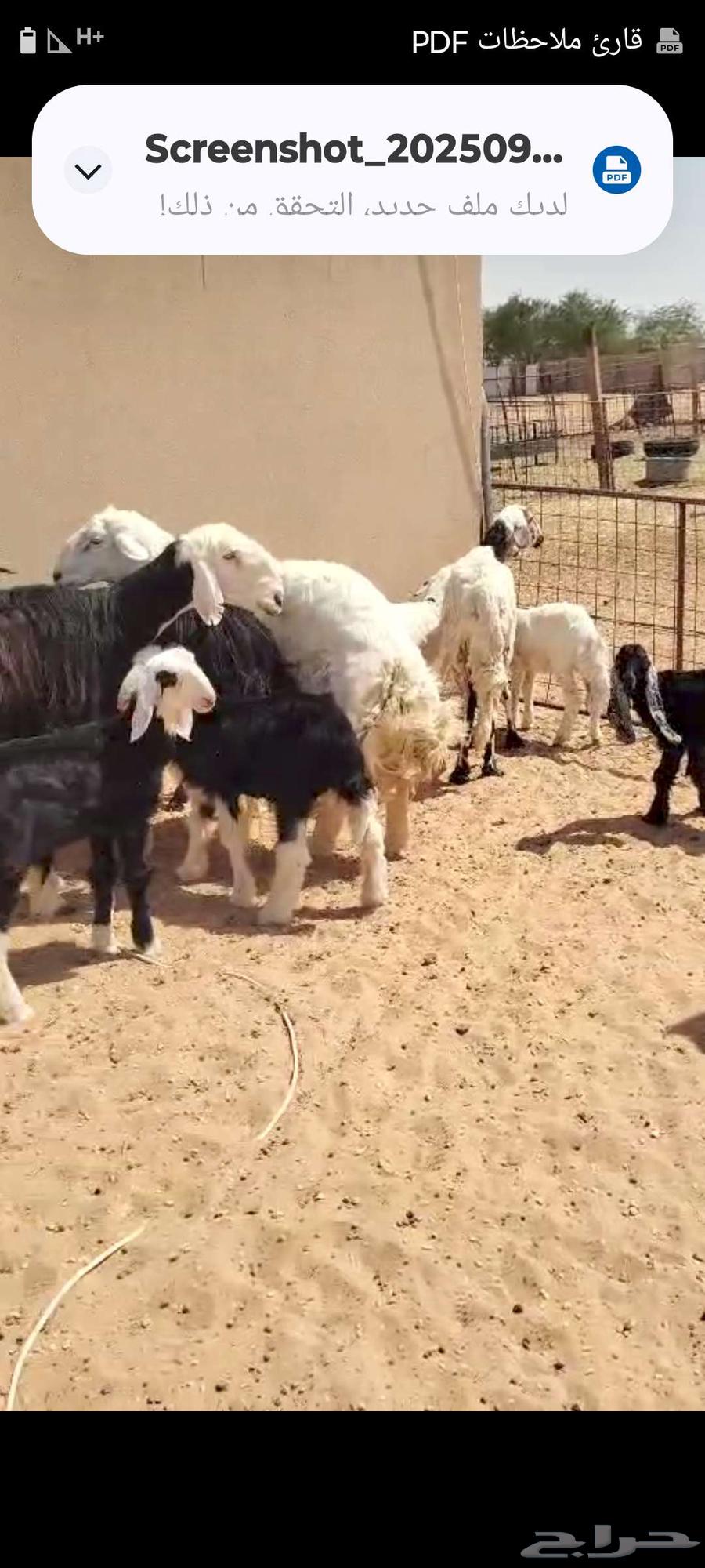 البيع غنم سواكن ونجد وحري64585224708353111