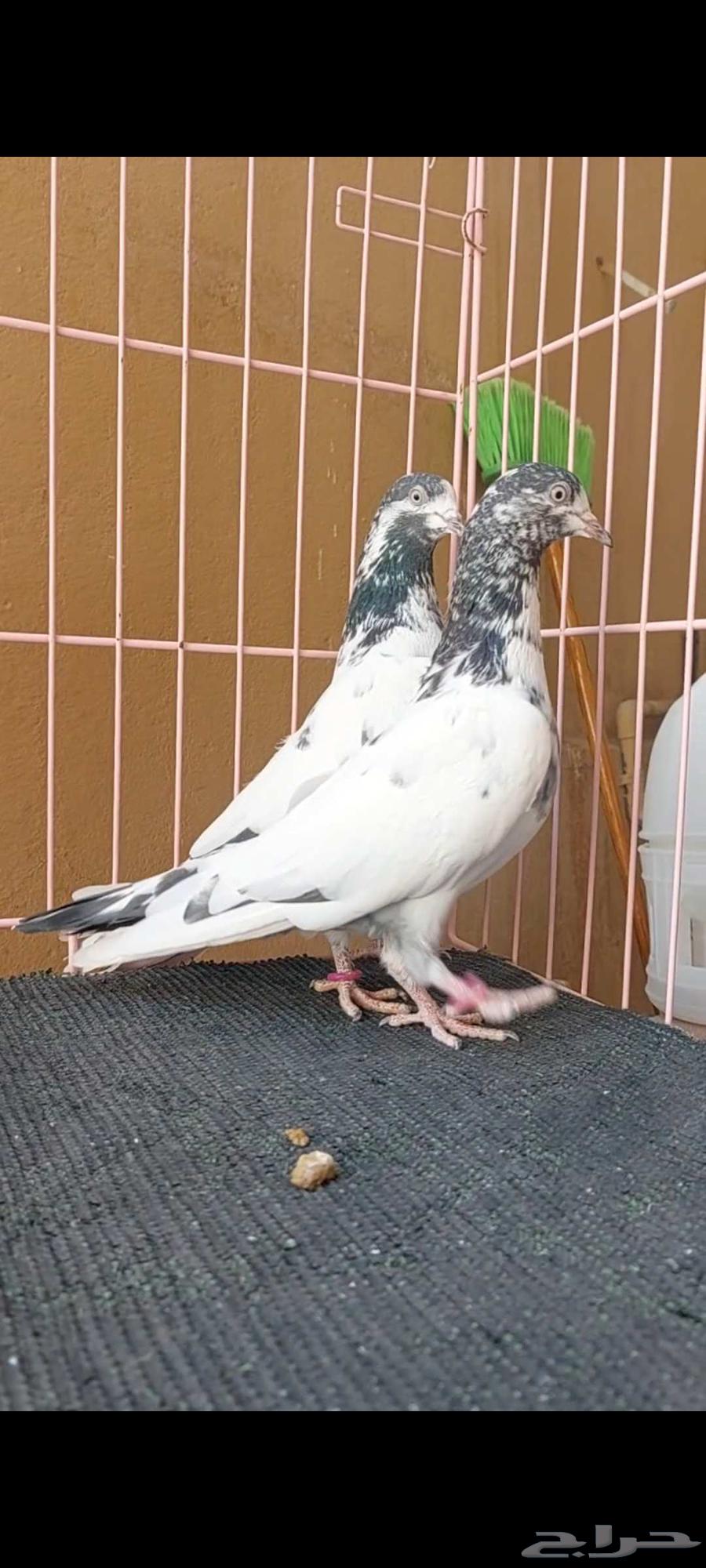 تم البيع64581251465730110