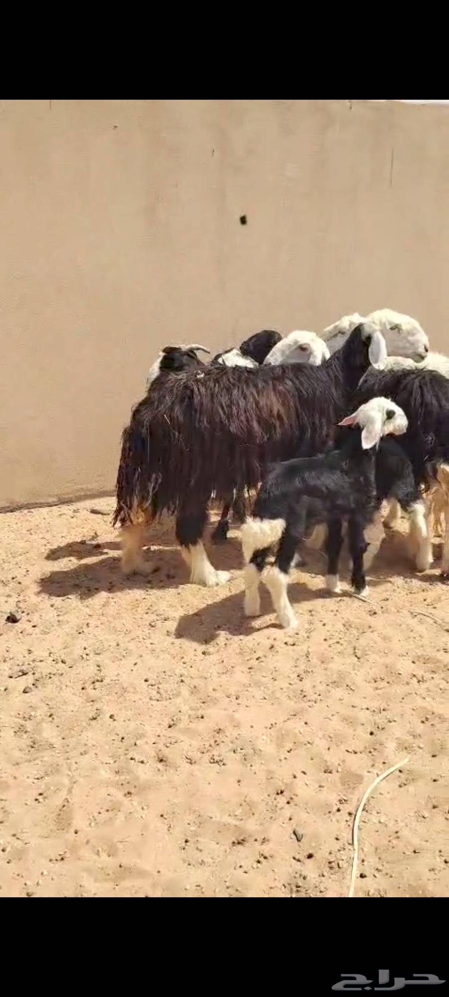 البيع غنم سواكن ونجد وحري64585224708353112