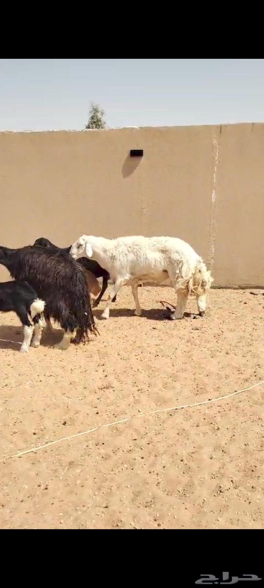 البيع غنم سواكن ونجد وحري64585224708353113