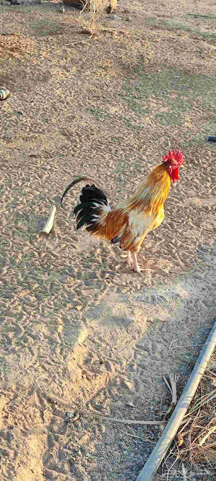 Roosters for sale at 15 (sold)64580785582083111