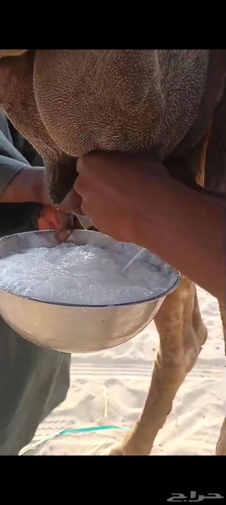 خلفه وضحا منيحه تم البيع64581580138625111