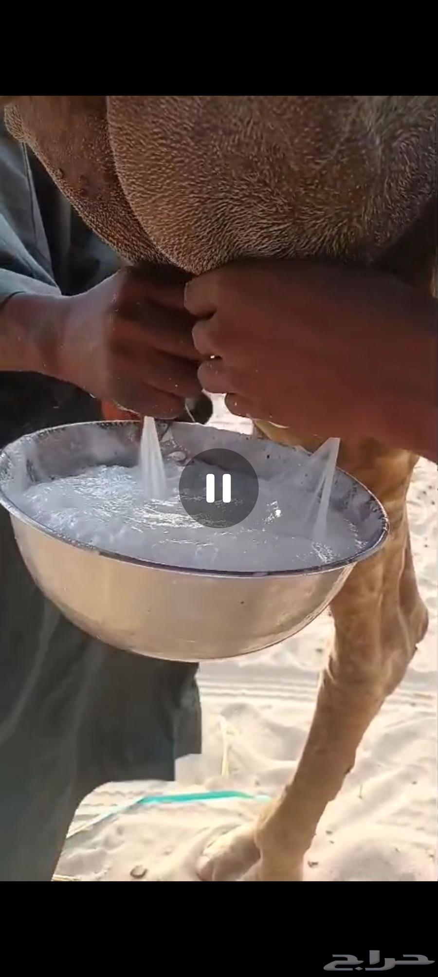 خلفه وضحا منيحه تم البيع64581580138625112